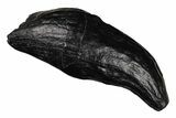 Gigantic, Fossil Sperm Whale (Scaldicetus) Tooth - South Carolina #204275-1